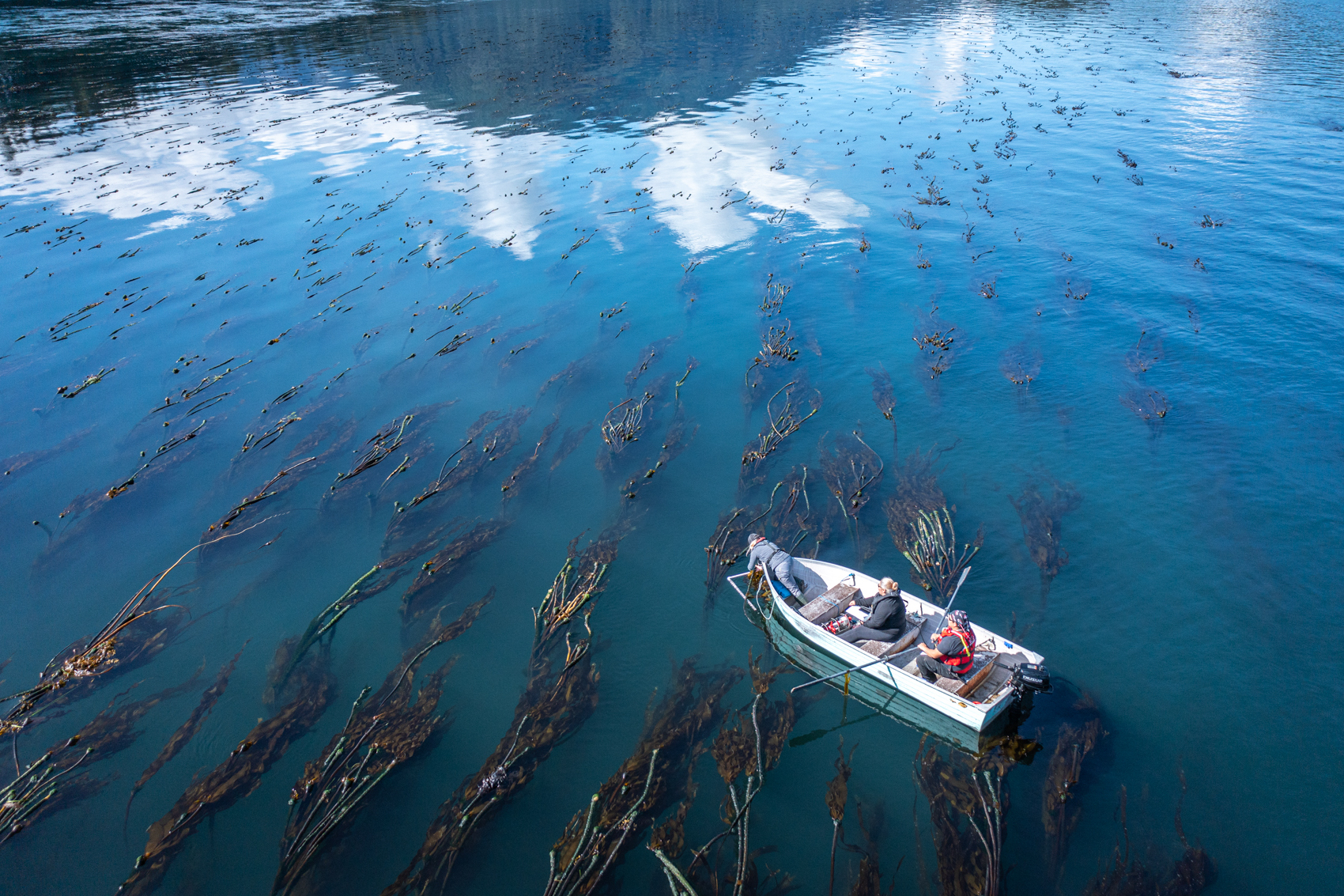 People in a boat harvesting kelp from the sea.