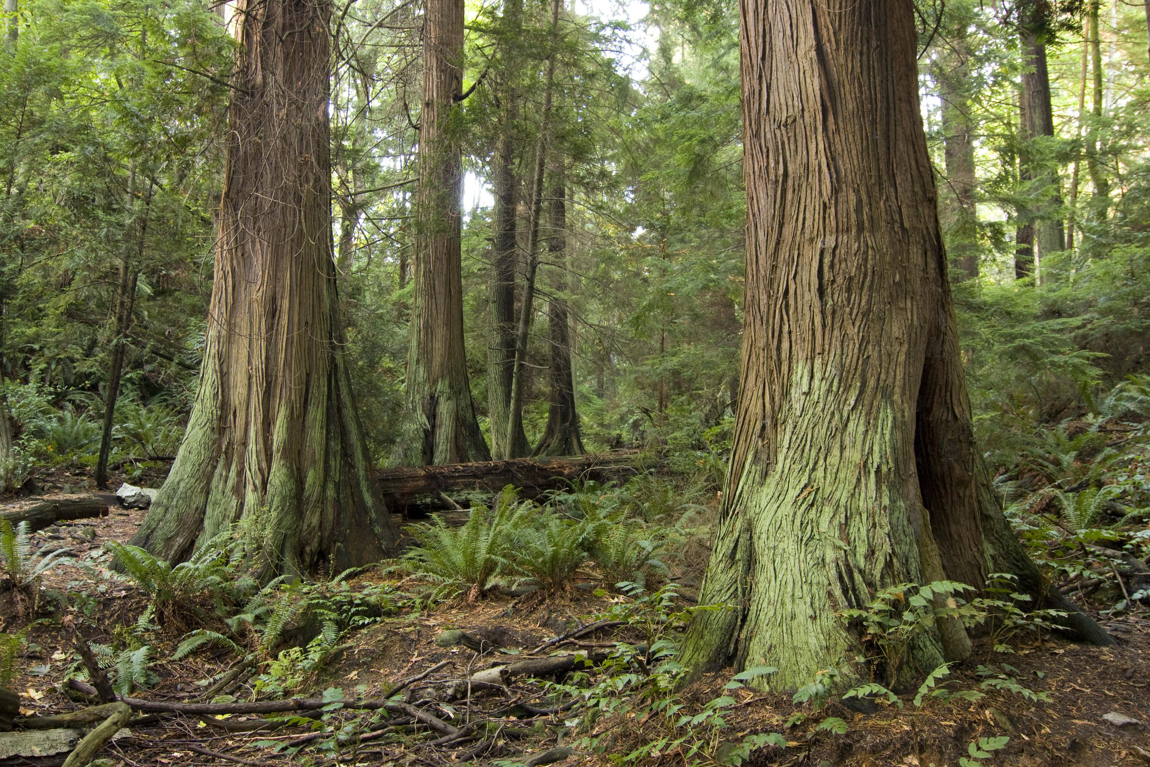 Old-growth forest.