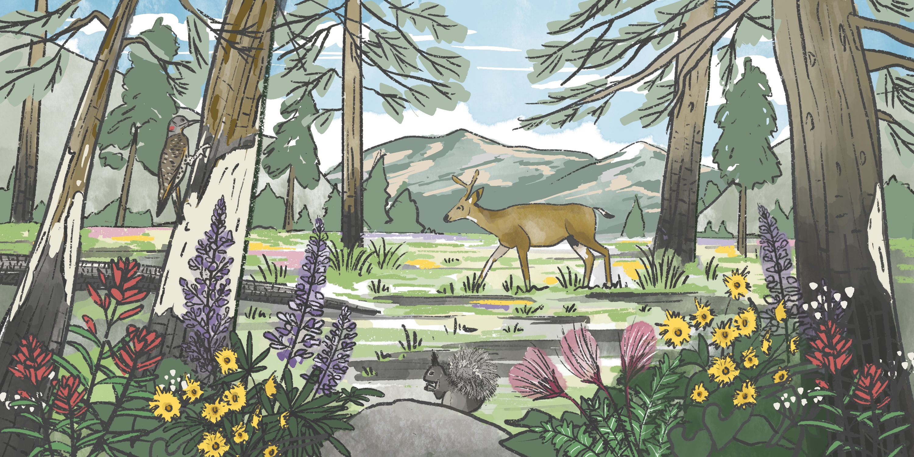 Illustration of deer in the forest.