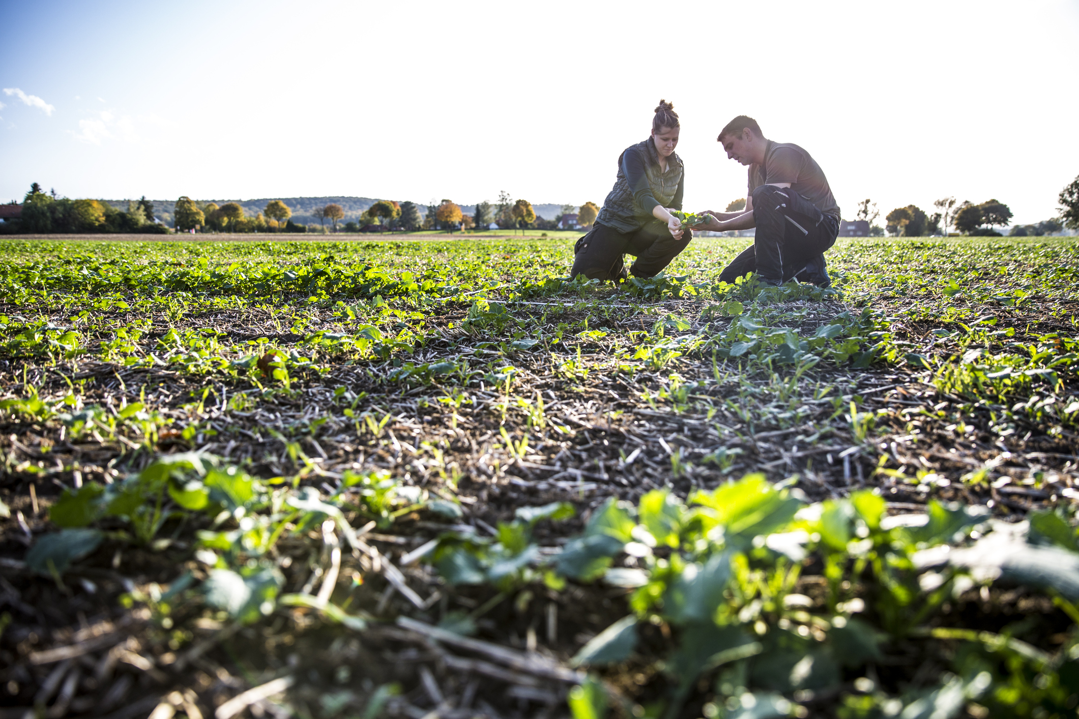 Two people studying plants in a field.