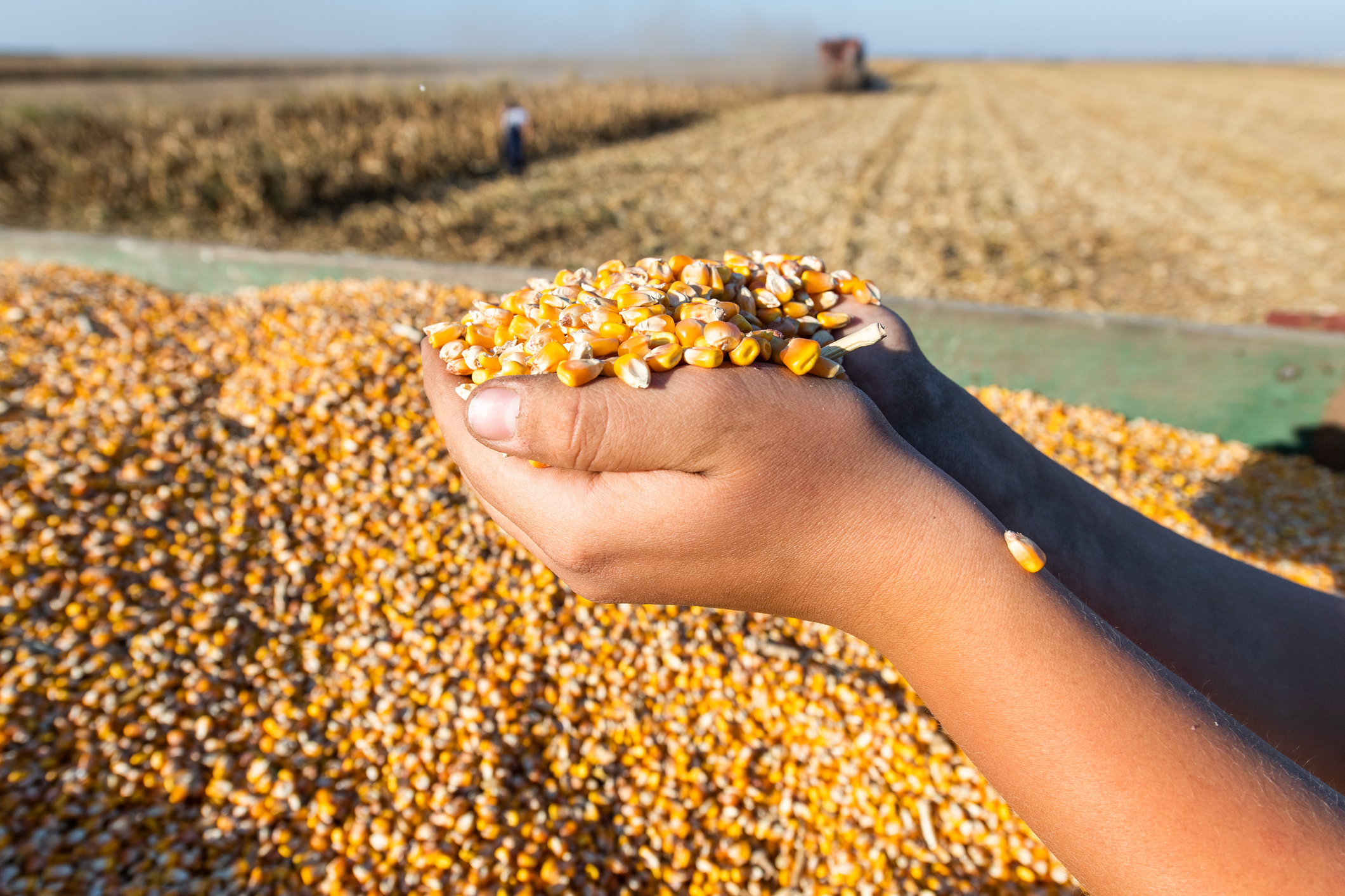 Hands holding kernels of corn.