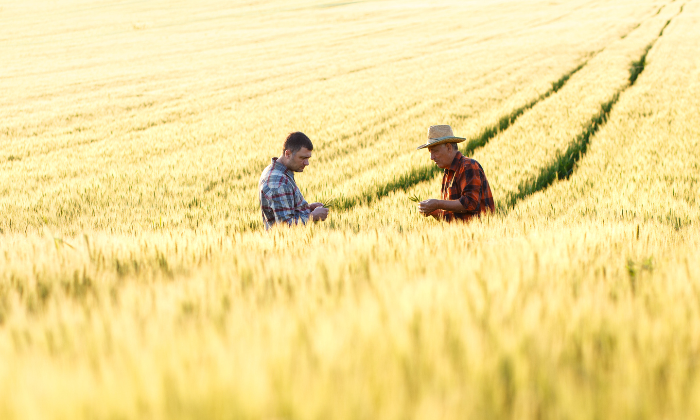 Two farmers in a wheat field.