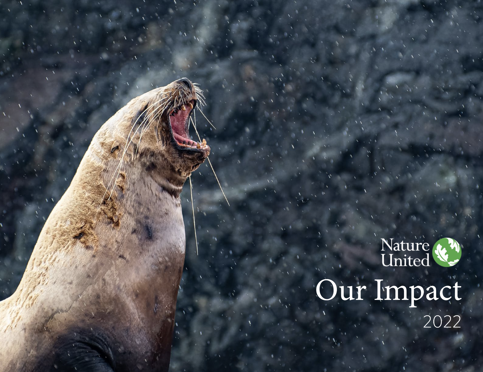 Sea lion roaring on the coast.