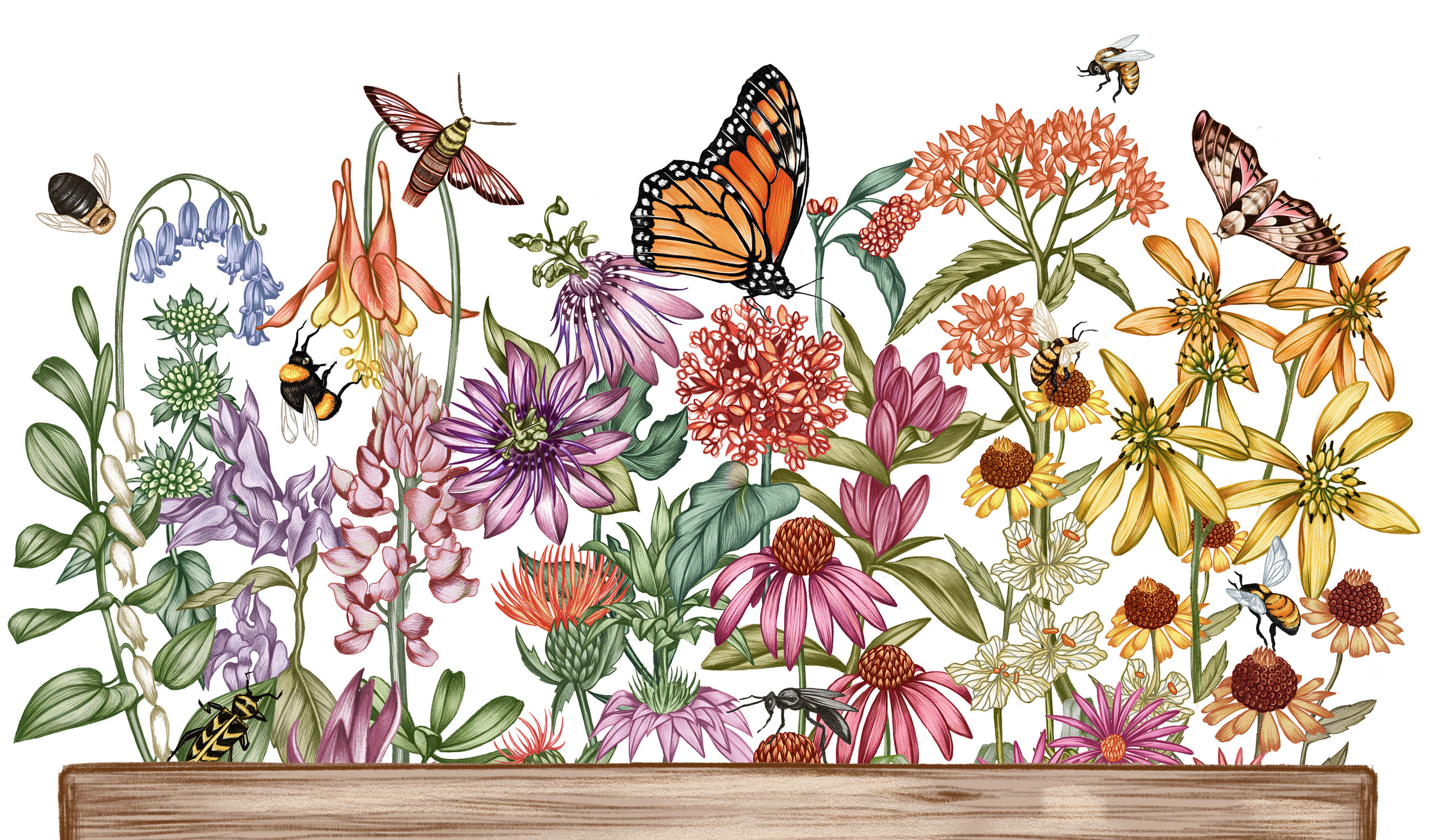 Illustration of flowers, butterflies, bees and moths.