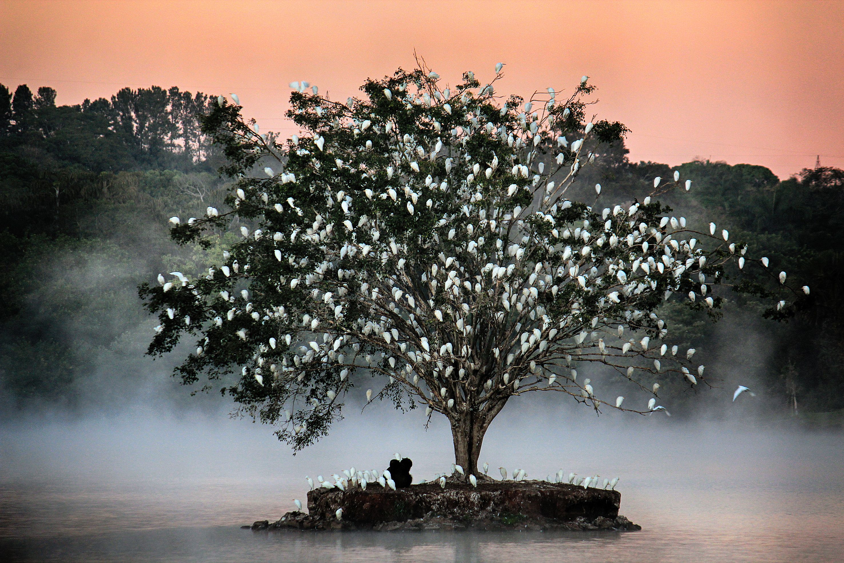 A small island with a tree welcomes a flock of herons every evening, who come from far away to rest for the night until they leave again the next morning. 