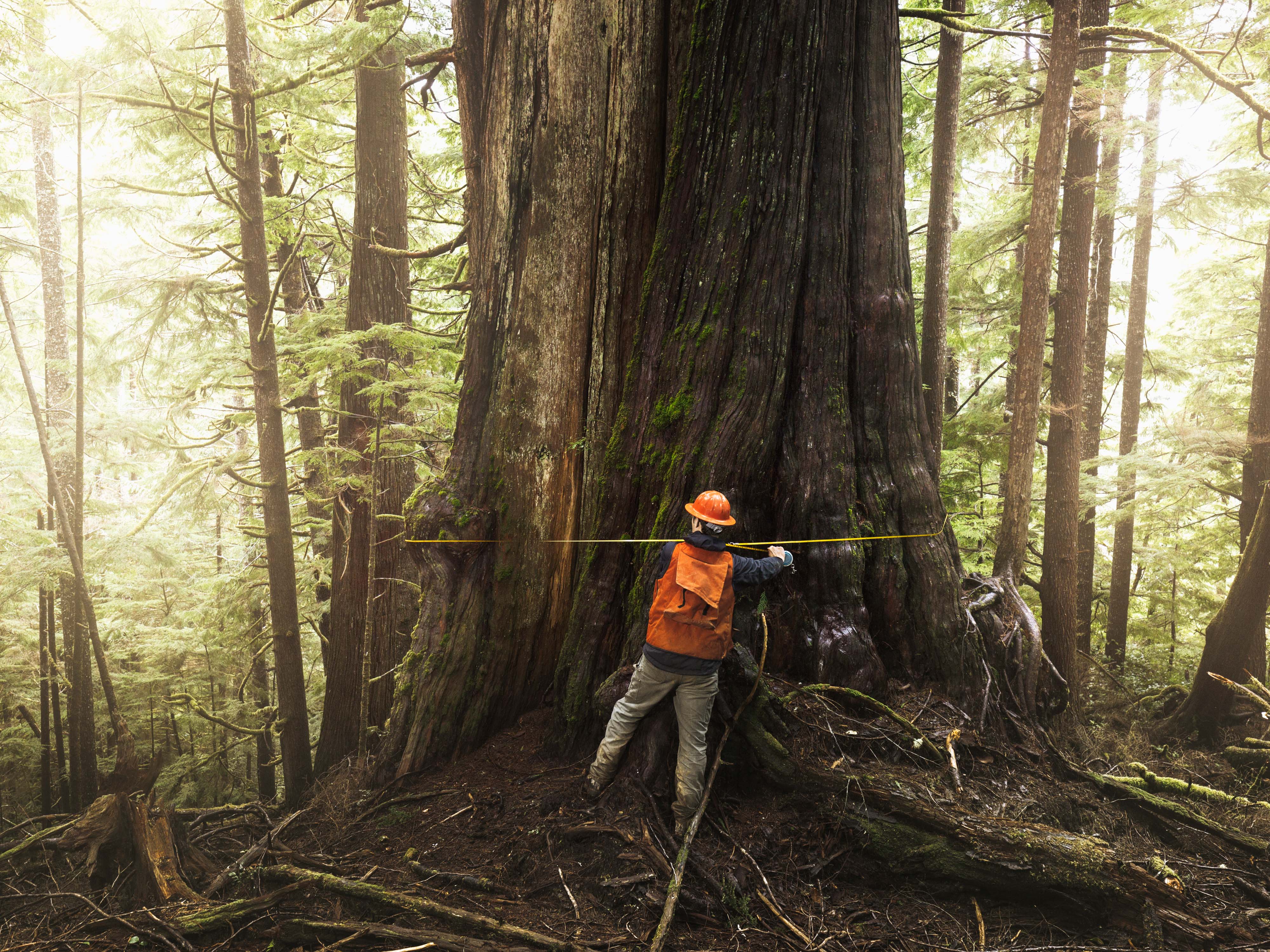 Person measuring an oldgrowth tree.