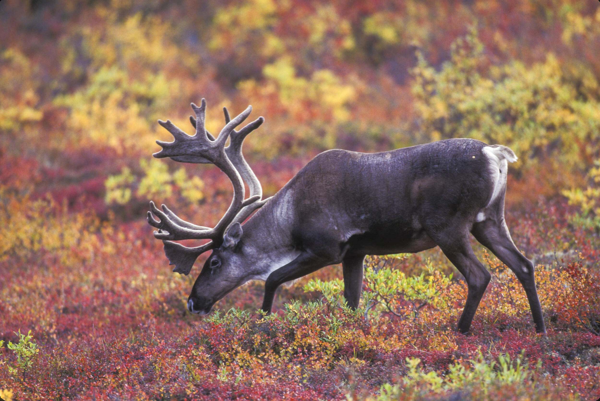 Caribou grazing